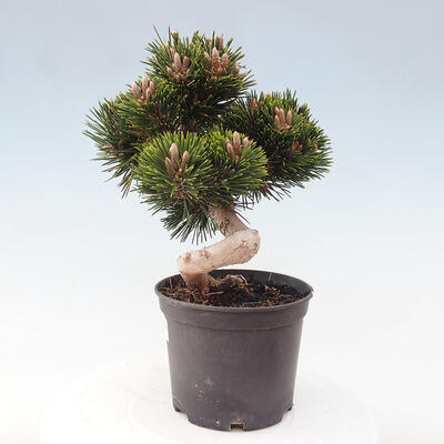 Vonkajší bonsai - Pinus thunbergii - Borovica thunbergova - 2