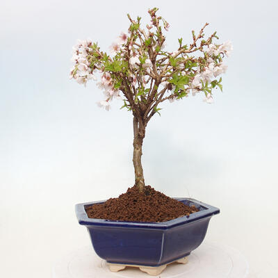 Vonkajší bonsai - Prunus incisa Kojou-no mai-Slivoň vyrezaná - 2