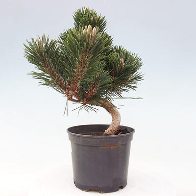 Vonkajší bonsai - Pinus thunbergii senjyumaru - Borovica thunbergova - 2