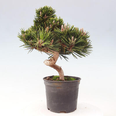 Vonkajší bonsai - Pinus thunbergii - Borovica thunbergova - 2