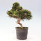 Vonkajší bonsai - Pinus thunbergii - Borovica thunbergova - 2/6