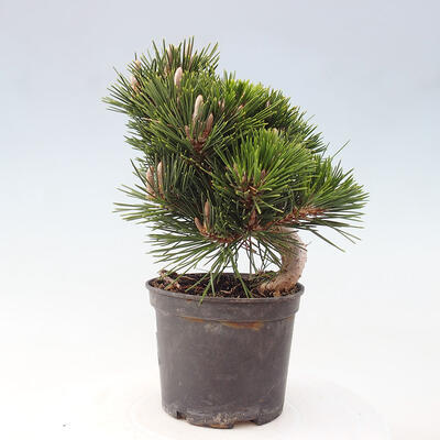 Vonkajší bonsai - Pinus thunbergii - Borovica thunbergova - 2