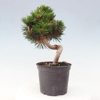 Vonkajší bonsai - Pinus thunbergii senjyumaru - Borovica thunbergova - 2