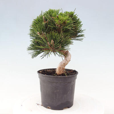 Vonkajší bonsai - Pinus thunbergii - Borovica thunbergova - 2