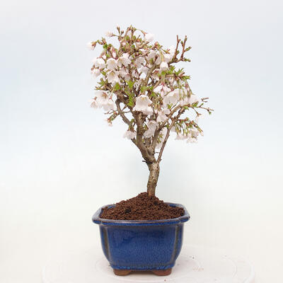 Vonkajší bonsai - Prunus incisa Kojou-no mai-Slivoň vyrezaná - 2