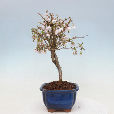 Vonkajší bonsai - Prunus incisa Kojou-no mai-Slivoň vyrezaná - 2