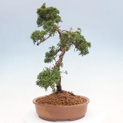 Vonkajšie bonsai - Juniperus chinensis Kishu -Jalovec čínsky - 2