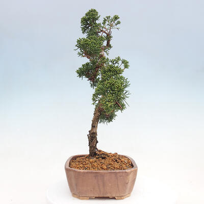 Vonkajšie bonsai - Juniperus chinensis Kishu -Jalovec čínsky - 2