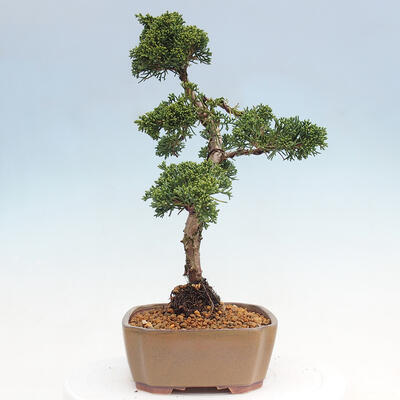 Vonkajšie bonsai - Juniperus chinensis Kishu -Jalovec čínsky - 2