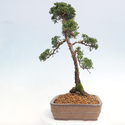 Vonkajšie bonsai - Juniperus chinensis Kishu -Jalovec čínsky - 2