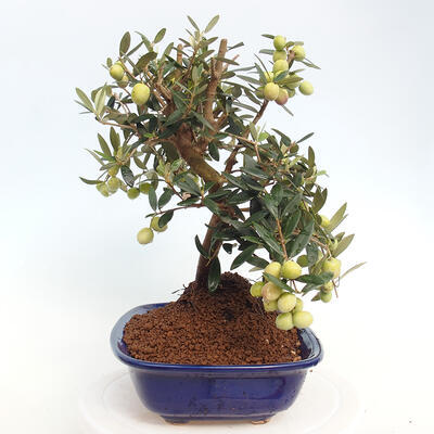 Izbová bonsai - Olea europaea -Oliva európska - 2