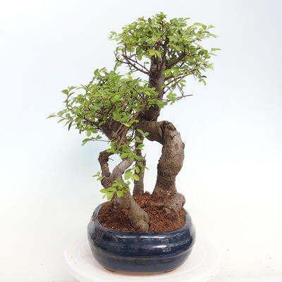 Izbová bonsai - Ulmus parvifolia - Malolistý brest - 2