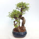 Izbová bonsai - Ulmus parvifolia - Malolistý brest - 2/6