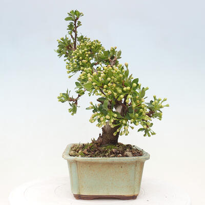 Vonkajší bonsai - Malus sergentiu - Maloplodá jabloň - 2