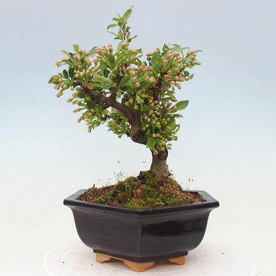 Vonkajší bonsai - Malus sergentiu - Maloplodá jabloň - 2