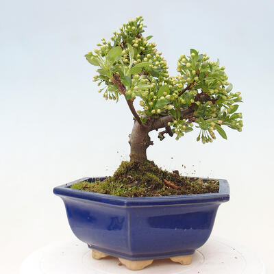 Vonkajší bonsai - Malus sergentiu - Maloplodá jabloň - 2