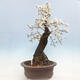 Vonkajší bonsai - Prunus spinosa - trnka - 2/6