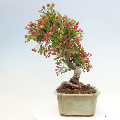 Vonkajší bonsai - Malus sergentiu - Maloplodá jabloň - 2