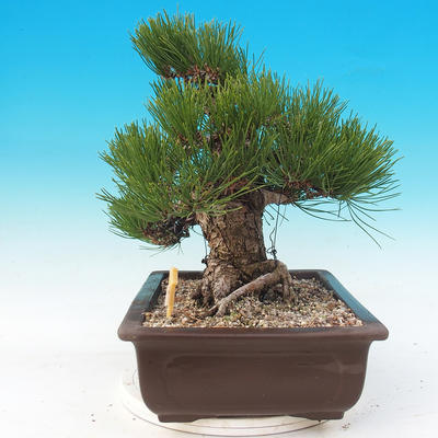 Vonkajšie bonsai - Pinus thunbergii - Borovica thunbergova - 2