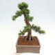 Vonkajší bonsai - Taxus cuspidata - Tis japonský - 2/6