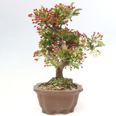 Vonkajší bonsai - Malus sergentiu - Maloplodá jabloň - 2