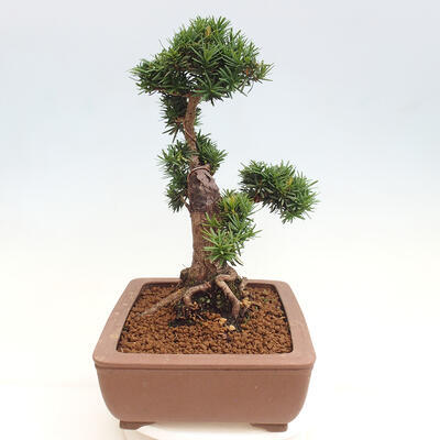 Vonkajší bonsai - Taxus cuspidata - Tis japonský - 2