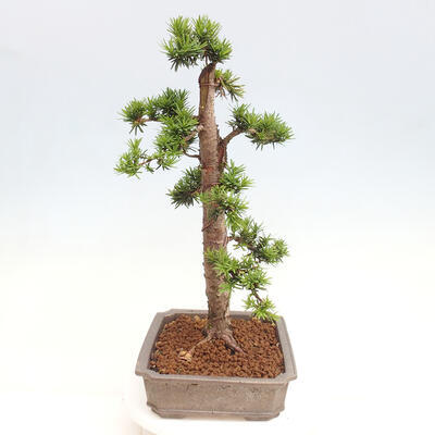 Vonkajší bonsai - Taxus cuspidata - Tis japonský - 2