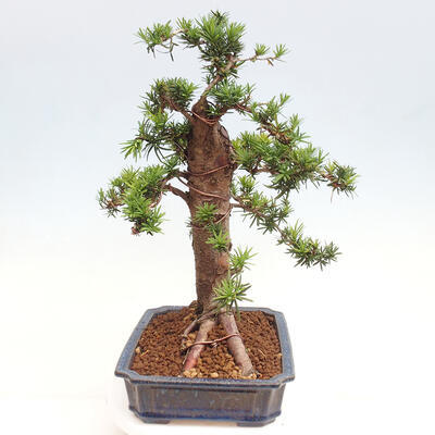 Vonkajší bonsai - Taxus cuspidata - Tis japonský - 2