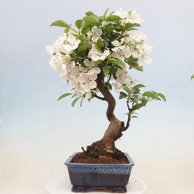 Vonkajší bonsai -Malus halliana - Maloplodá jabloň - 2