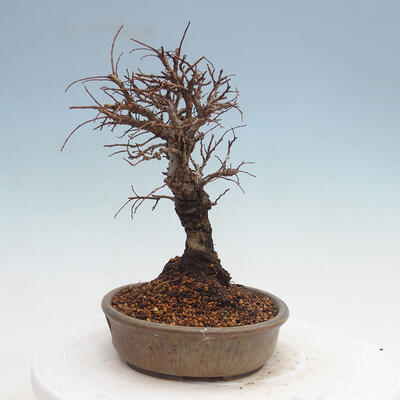 Vonkajšie bonsai - Zelkova - Zelkova Nirom - 2