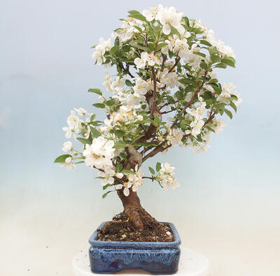 Vonkajší bonsai -Malus halliana - Maloplodá jabloň - 2