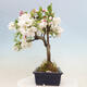 Vonkajší bonsai -Malus halliana - Maloplodá jabloň - 2/7