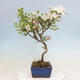 Vonkajší bonsai -Malus halliana - Maloplodá jabloň - 2/7