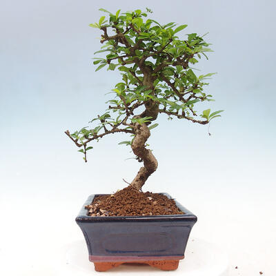 Izbová bonsai - Carmona macrophylla - Čaj fuki - 2