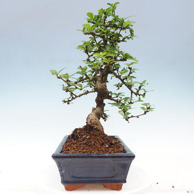 Izbová bonsai - Carmona macrophylla - Čaj fuki - 2