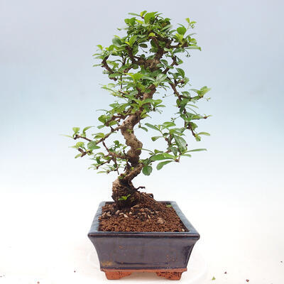 Izbová bonsai - Carmona macrophylla - Čaj fuki - 2