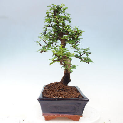 Izbová bonsai - Carmona macrophylla - Čaj fuki - 2