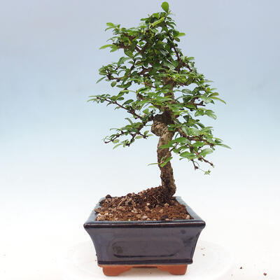 Izbová bonsai - Carmona macrophylla - Čaj fuki - 2