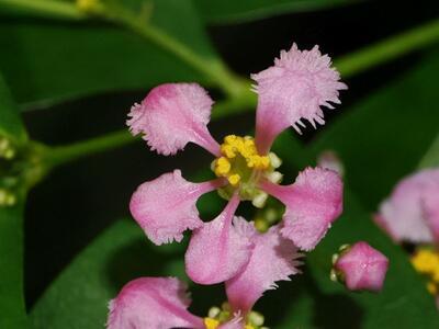 Izbová bonsai - Malpígia barbadoská čerešňa - Malpighia glabra L. - 2