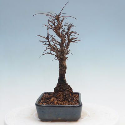 Vonkajšie bonsai - Zelkova - Zelkova Nirom - 2