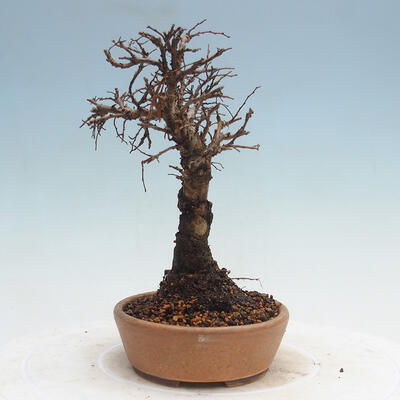 Vonkajšie bonsai - Zelkova - Zelkova Nirom - 2