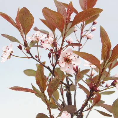 Vonkajší bonsai - Prunus ceras Nigra - Slivoň - 2