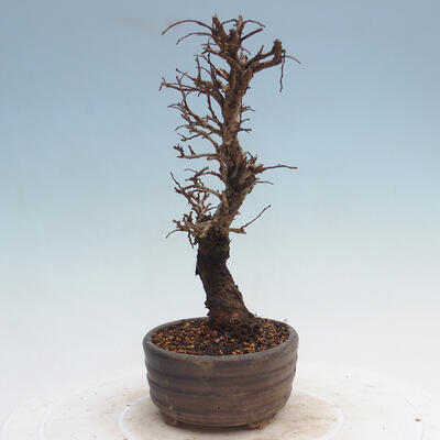 Vonkajšie bonsai - Zelkova - Zelkova Nirom - 2