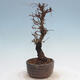 Vonkajšie bonsai - Zelkova - Zelkova Nirom - 2/5