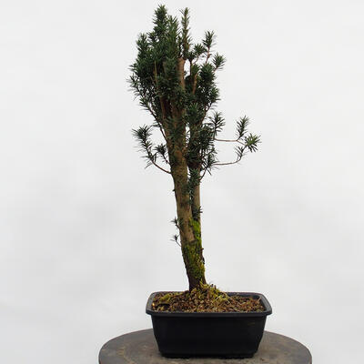 Vonkajší bonsai - Taxus cuspidata - Tis japonský - 2