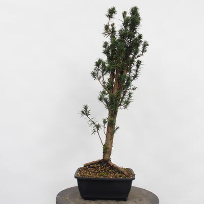 Vonkajší bonsai - Taxus cuspidata - Tis japonský - 2