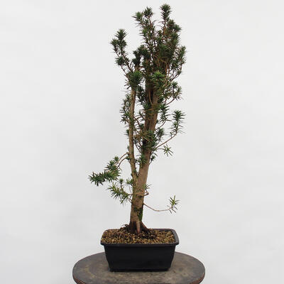 Vonkajší bonsai - Taxus cuspidata - Tis japonský - 2