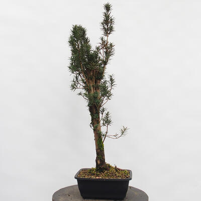 Vonkajší bonsai - Taxus cuspidata - Tis japonský - 2