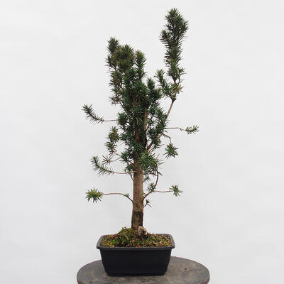 Vonkajší bonsai - Taxus cuspidata - Tis japonský - 2