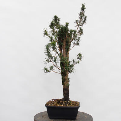 Vonkajší bonsai - Taxus cuspidata - Tis japonský - 2